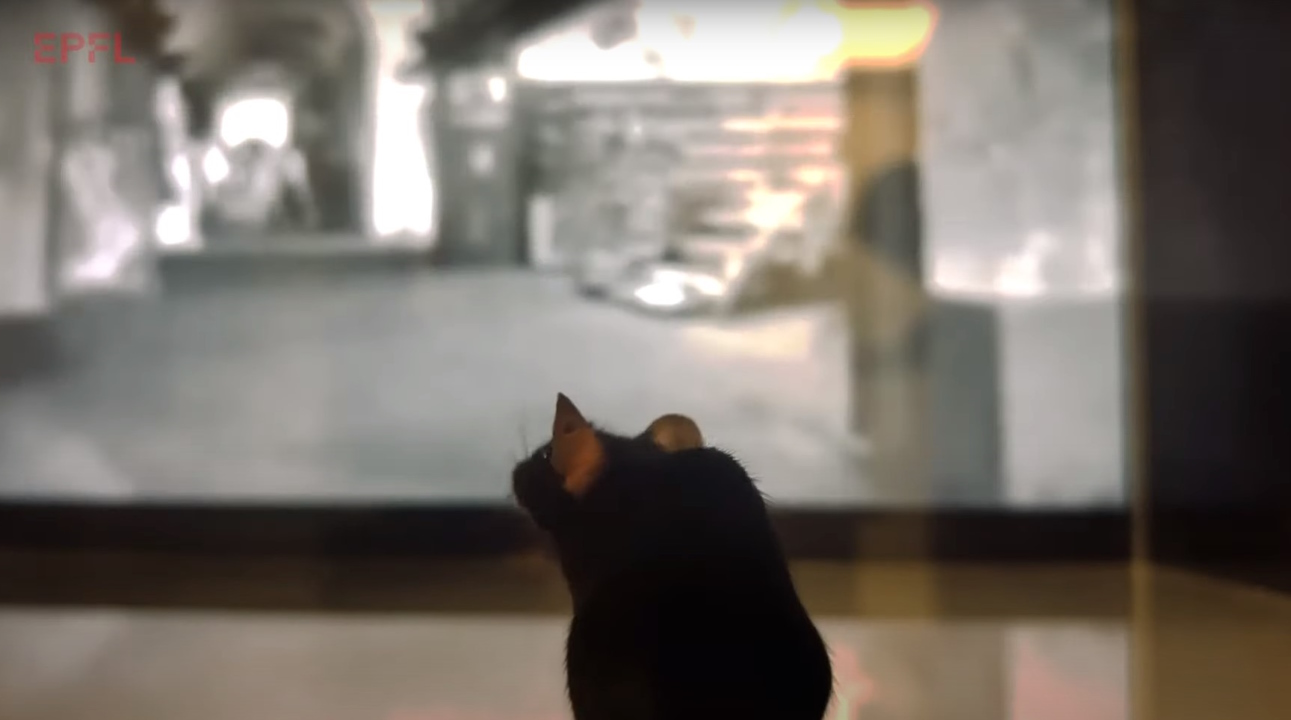 Миша дивиться чорно-біле відео.&amp;nbsp;Ecole Polytechnique Federale de Lausanne