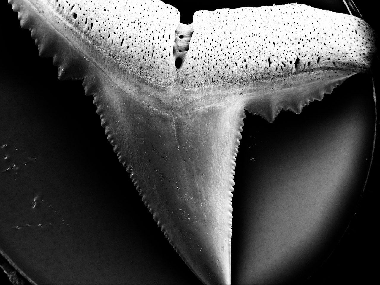 Пошкодження зубів акул у воді з високою кислотністю. Steffen Köhler / Baum et al. / Frontiers in Marine Science, 2025