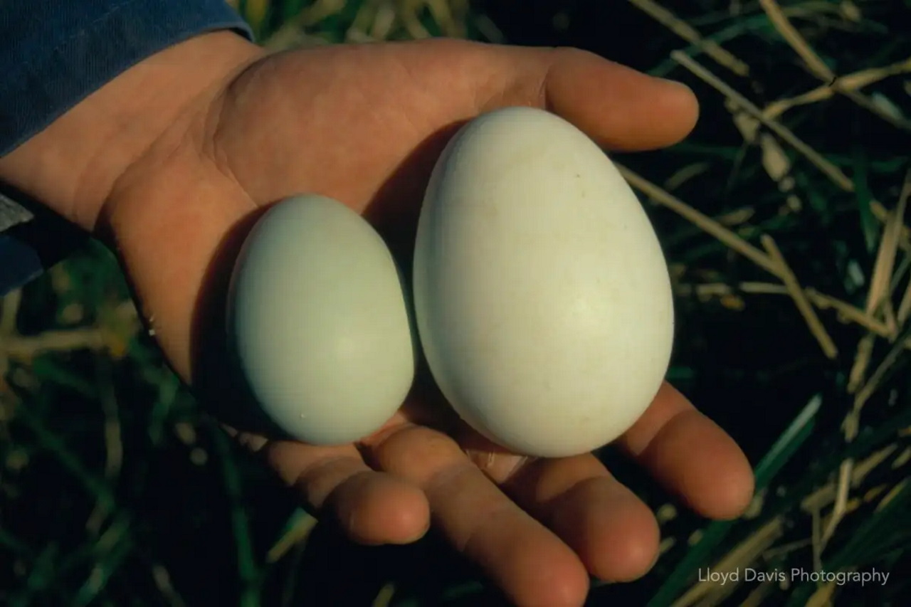 Кладка прямочубих пінгвінів із яєць різного розміру.&amp;nbsp;