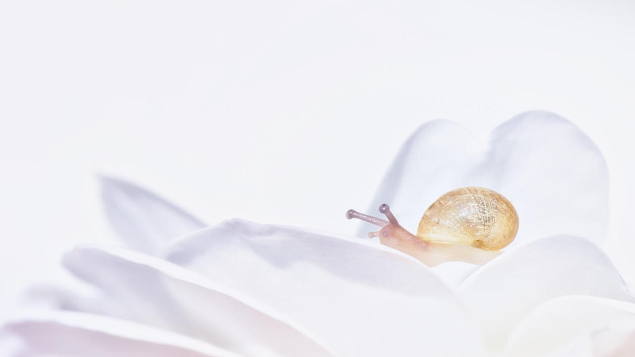 Крихітний равлик / Hendrik Louw