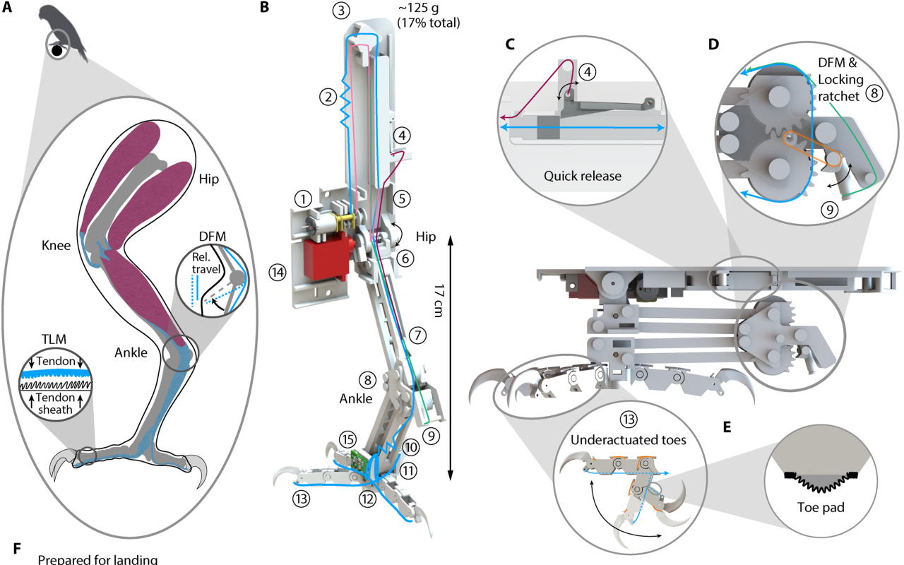 Натхнена сапсаном конструкція пташиних лап для дрона.&amp;nbsp;W. R. T. Roderick et al. / Science Robotics, 2021