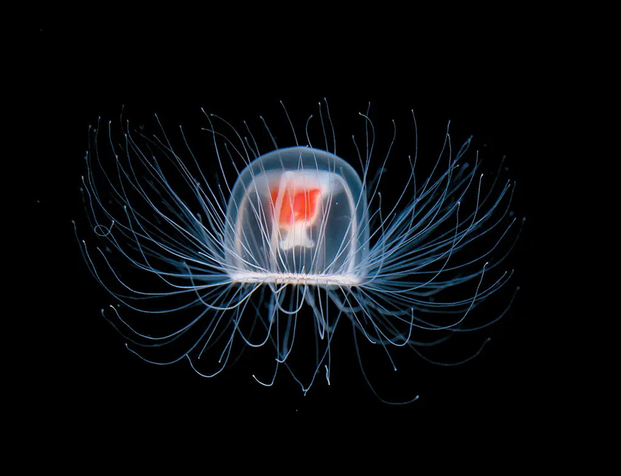 Безсмертна медуза.&amp;nbsp;Takashi Murai / The New York Times