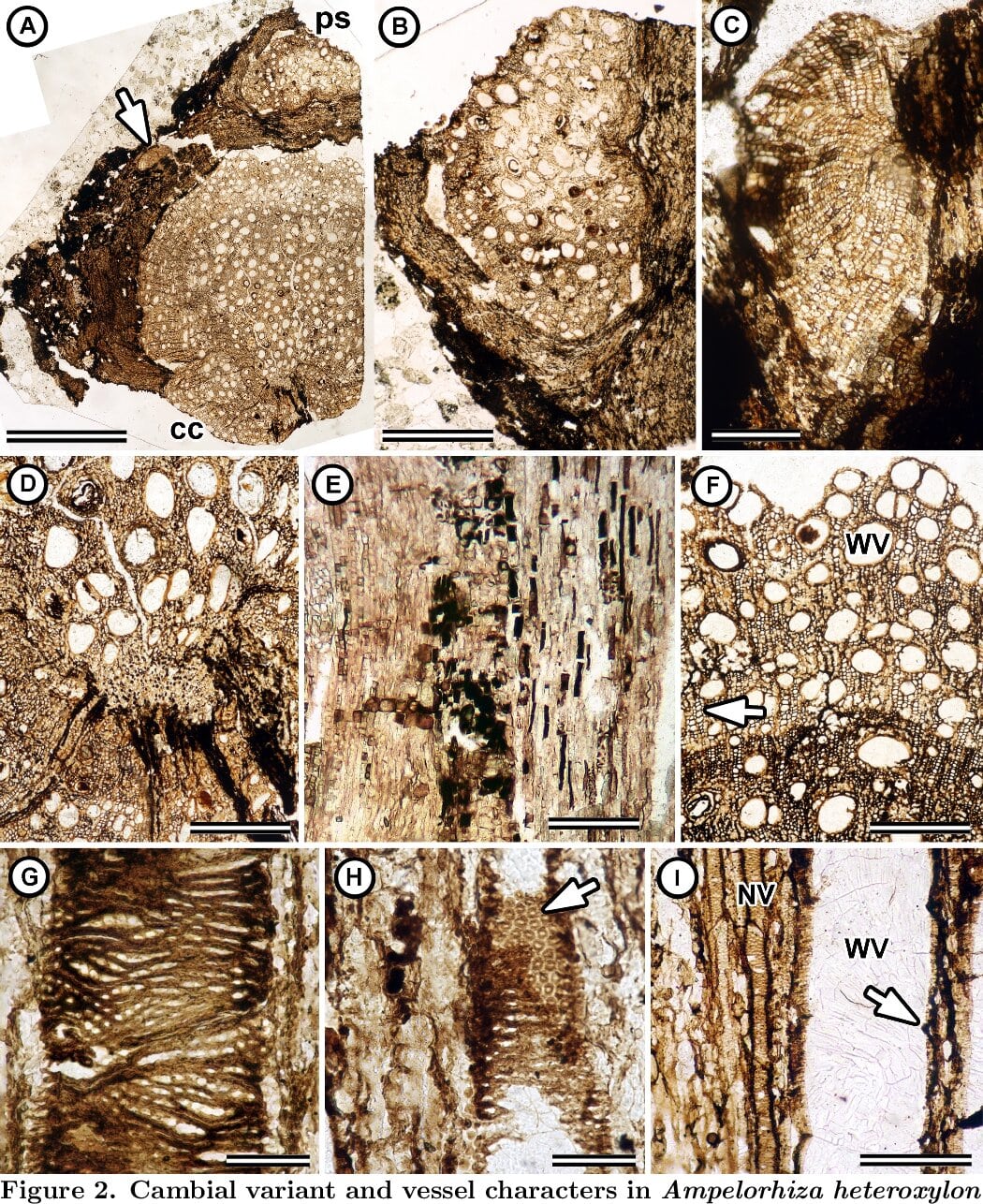 Розрізи Ampelorhiza heteroxylon. Nathan A. Jud et al.