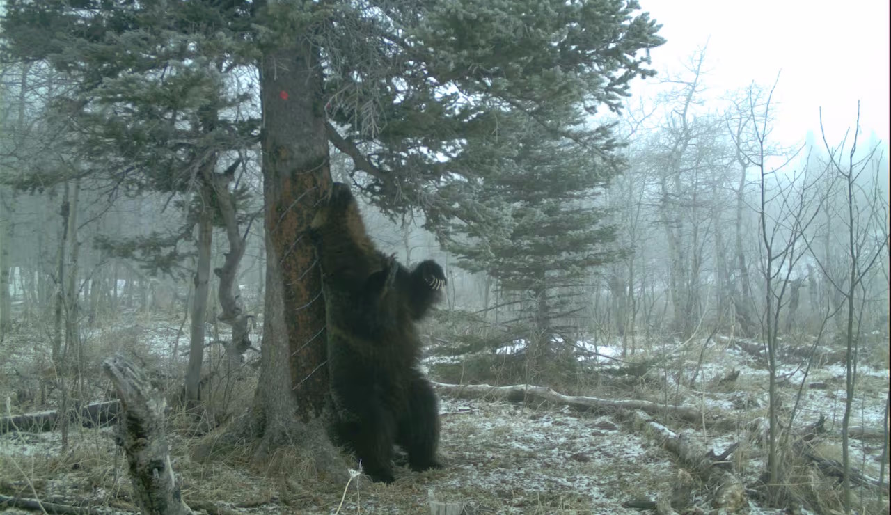 Бурий ведмідь треться об стовбур дерева.&amp;nbsp;Andrea Morehouse
