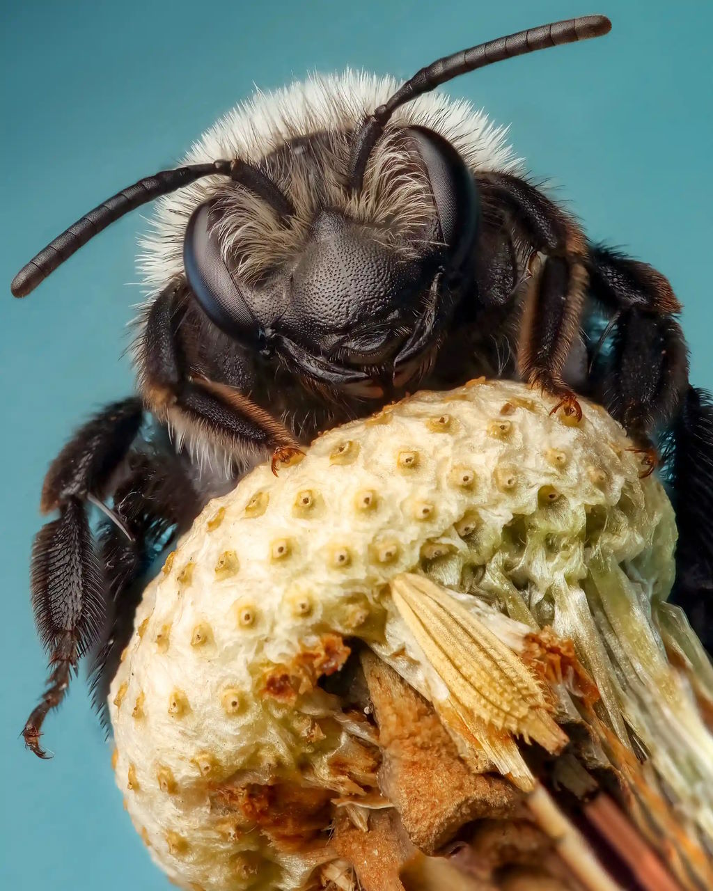 Сіра андрена (Andrena cineraria).&amp;nbsp;Rory Lewis / Royal Entomological Society