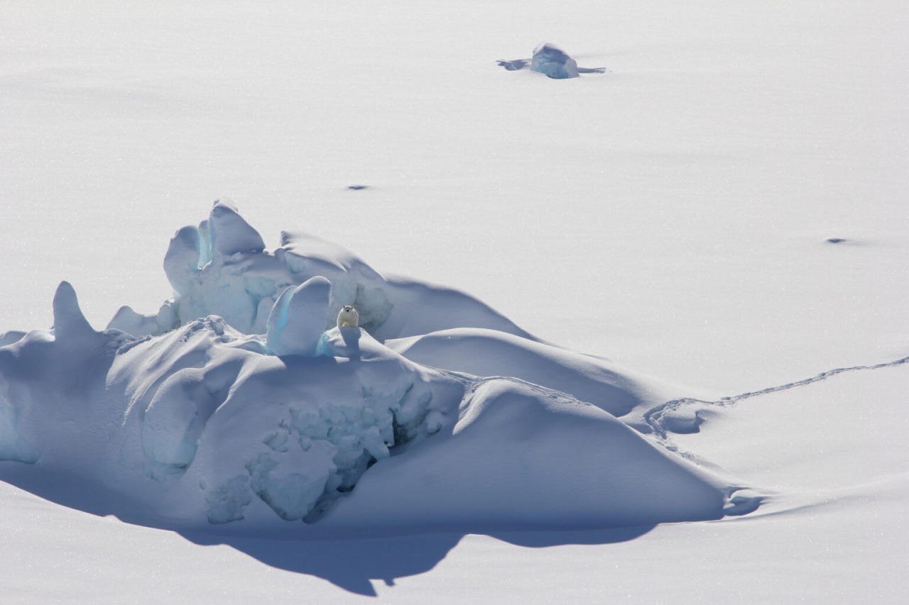 Білий ведмідь на засніженому айсбергу, оточеному прибережною морською кригою у південно-східній Гренландії.&amp;nbsp;Kristin Laidre / University of Washington