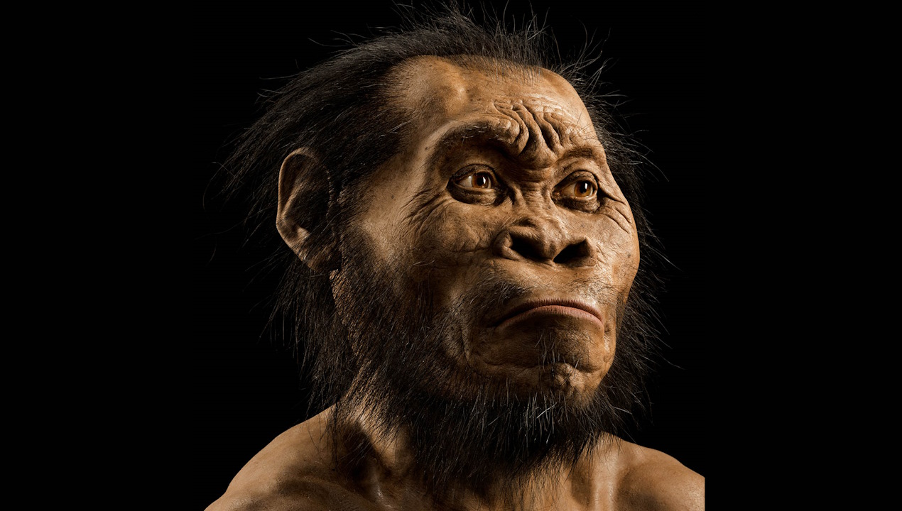 Імовірний вигляд&amp;nbsp;Homo naledi.&amp;nbsp;Mark Thiessen /&amp;nbsp;National Geographic