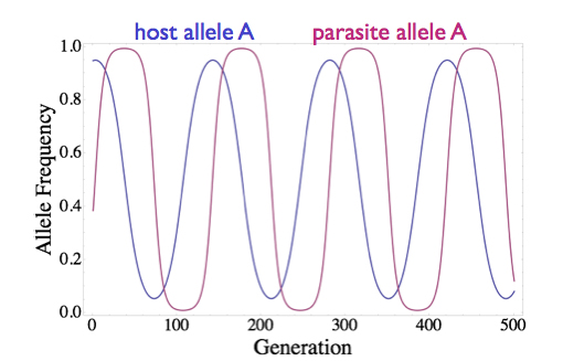 Зміна частоти алельних генів хазяїна (синій колір) та паразита (червоний колір) протягом поколінь. Engelstädter Lab