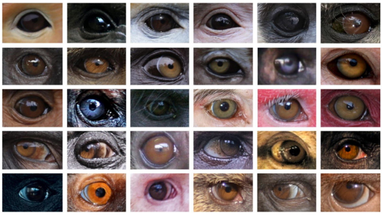 Забарвлення очей різних видів приматів.&amp;nbsp;Juan Olvido Perea-García et al. /&amp;nbsp;Scientific Reports, 2022