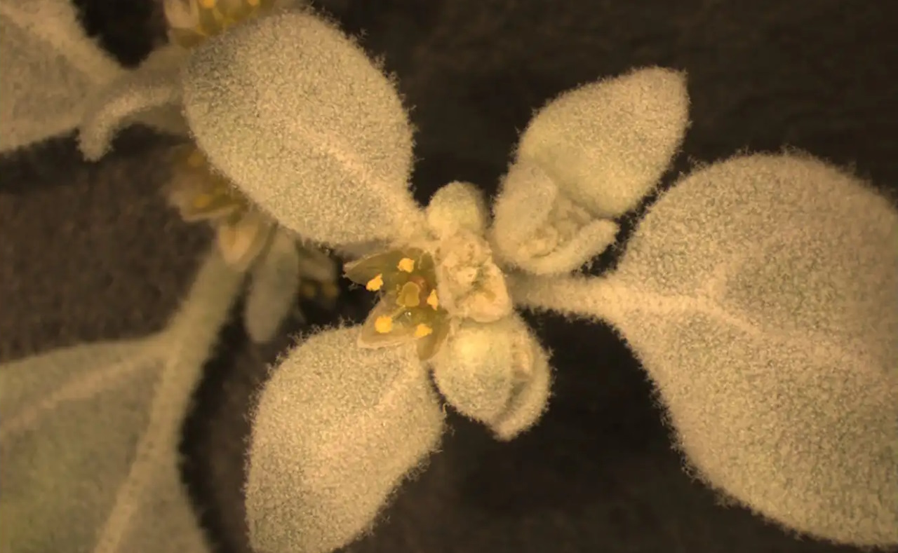 Tidestromia oblongifolia.&amp;nbsp;Karine Prado / Carnegie Science