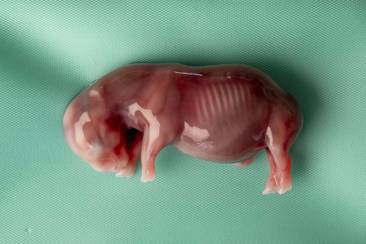 Ембріон носорога, який утворили під час штучного запліднення у пробірці. Jon Juarez / IZW via AP