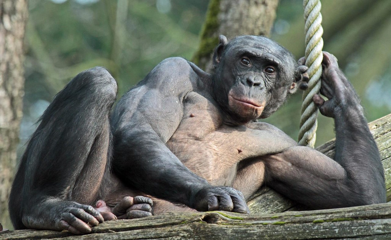 Самець бонобо.&amp;nbsp;safi kok / Flickr