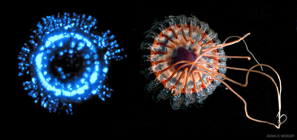 Медуза Atolla під час біолюмінесценції (зліва) та без. NOAA