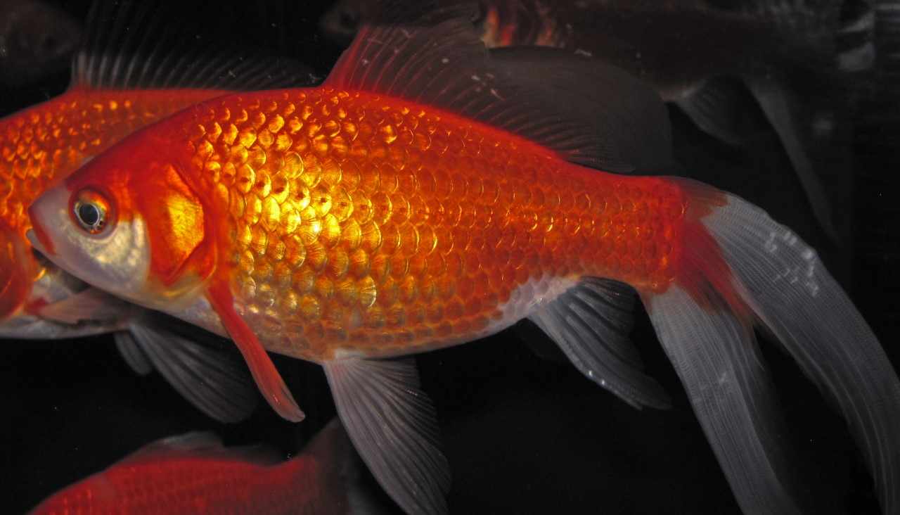 Золота рибка (Carassius auratus auratus). James St. John / Flickr