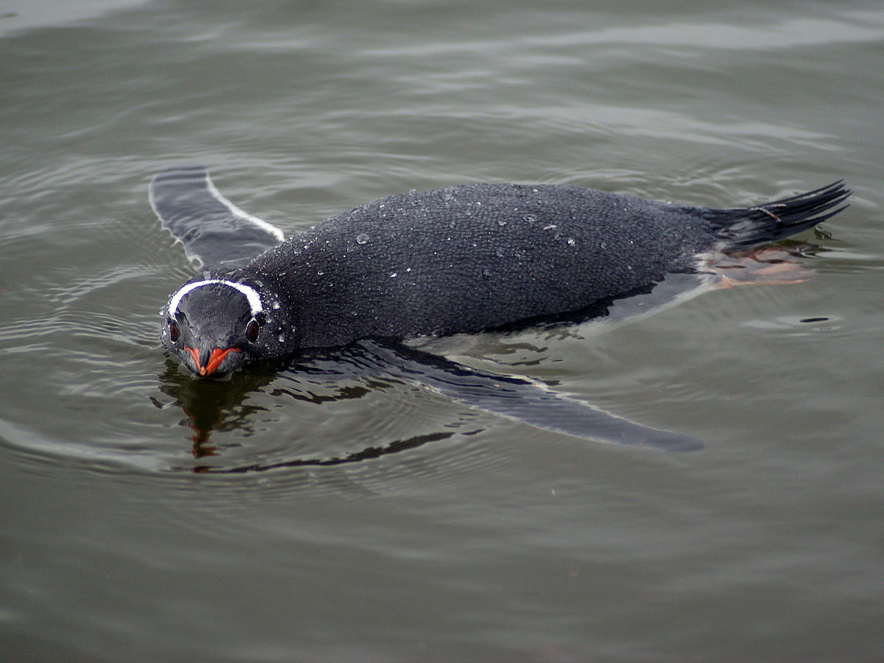 Пінгвін-шкіпер у воді.&amp;nbsp;Priya Venkatesh / Wikimedia Commons