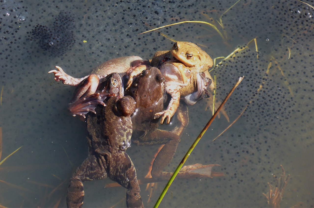 Самці трав'яної жаби намагаються спаруватися з самкою.&amp;nbsp;Carolin Dittrich