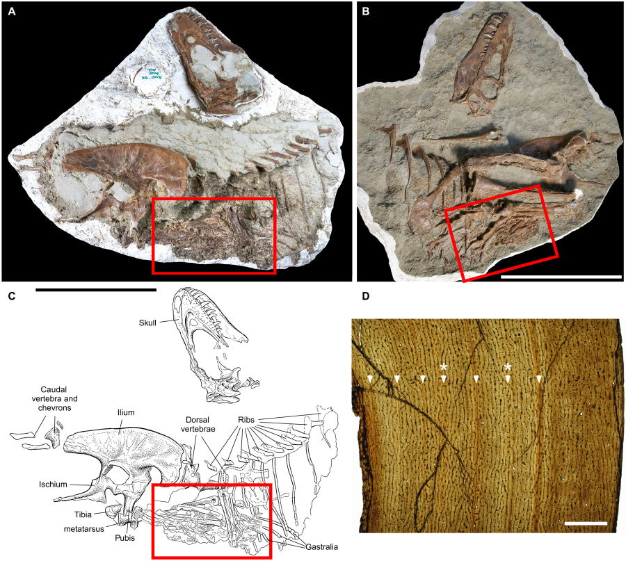 Зразки скам'янілості тиранозавра, на яких вказано розташування вмісту шлунка — задніх кінцівок Citipes elegans / Darla K.Zelenitsky et al. / Science Advances, 2023