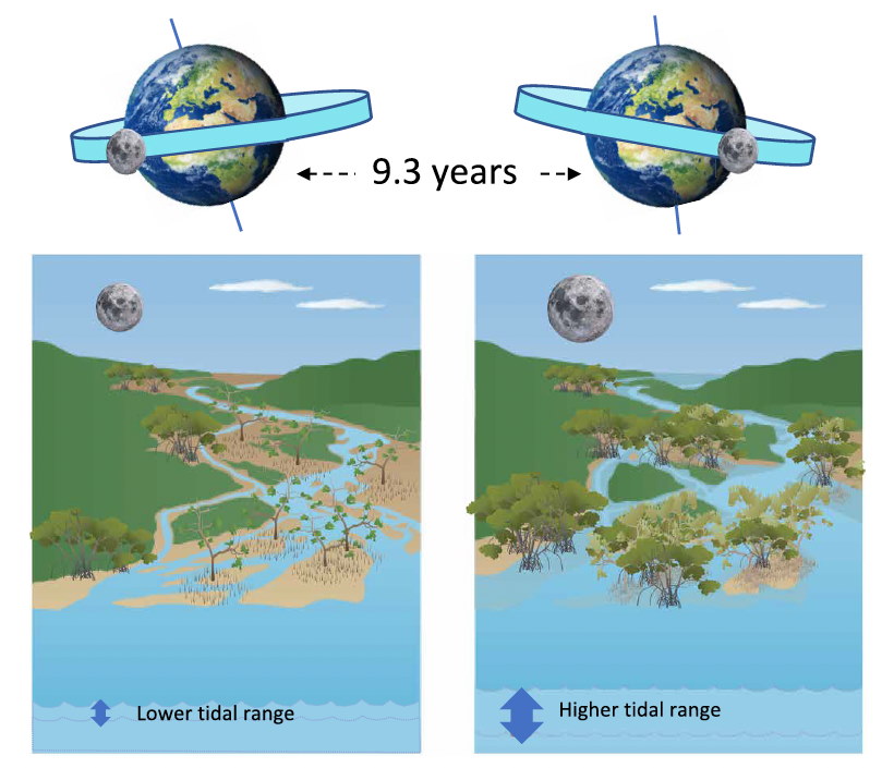 Схема зображує залежність орбіти Місяця, приливів на Землі та пологу мангрових лісів.&amp;nbsp;Saintilan et al. / Science Advances, 2022