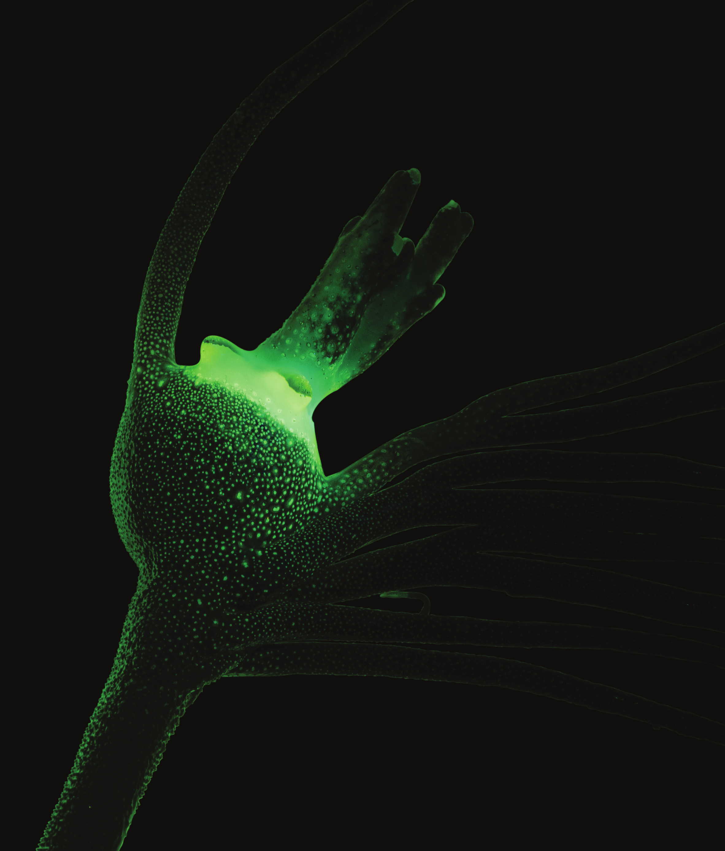 Зелена флуоресценція приманки риби-вудильника за опромінення синім світлом.&amp;nbsp;William В. Ludt, Todd R. Clardy /Journal of Fish Biology, 2022