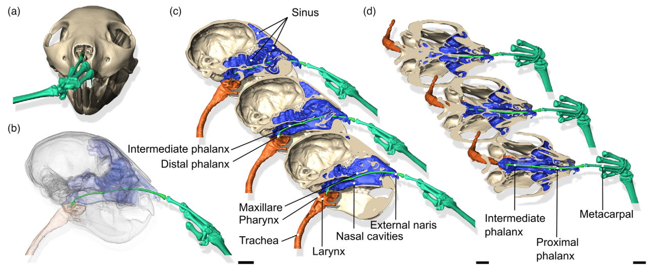 Тривимірна візуалізація голови та кисті з довгим пальцем ай-ай під час колупання в носі.&amp;nbsp;A.-C. Fabre et al. / Journal of Zoology, 2022