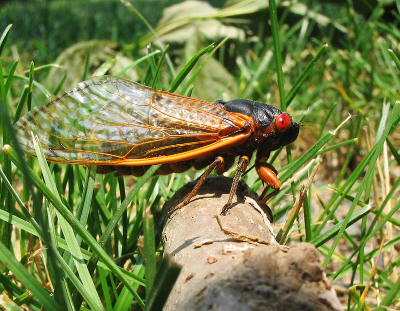Доросла особина цикади, вид яких підслуховували ентомологи.&amp;nbsp;Pmjacoby / Wikimedia Commons