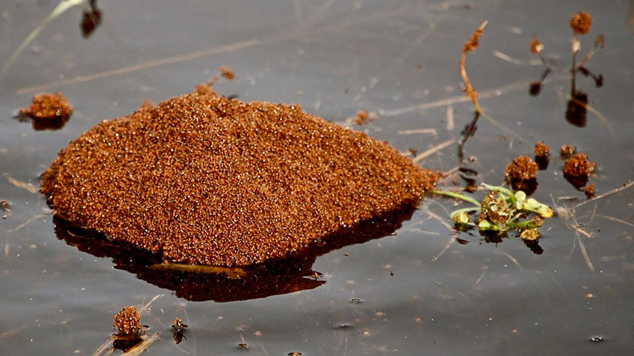 Плавучий пліт із червоних вогняних мурах.&amp;nbsp;Doris Ratchford / Flickr