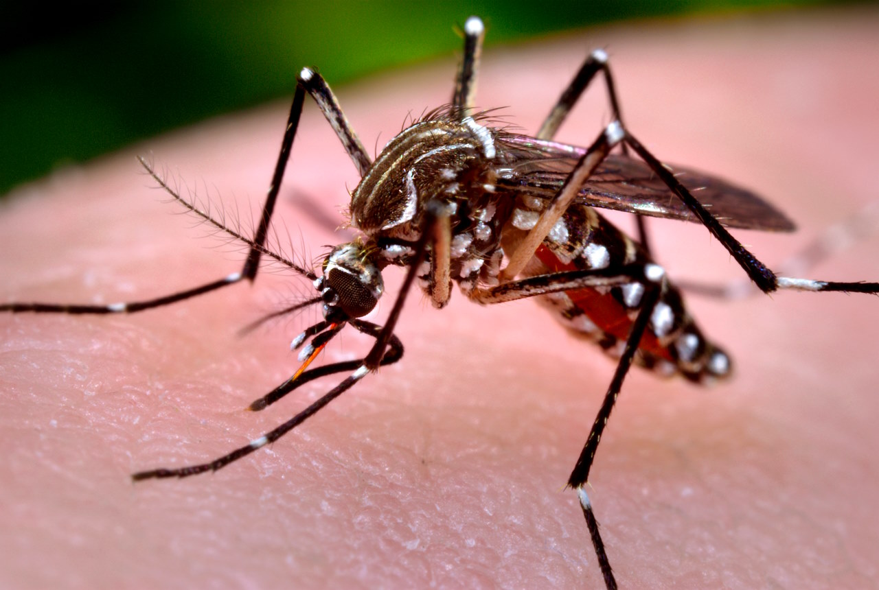 Самка комара&amp;nbsp;Aedes aegypti.&amp;nbsp;CDC / Wikimedia Commons
