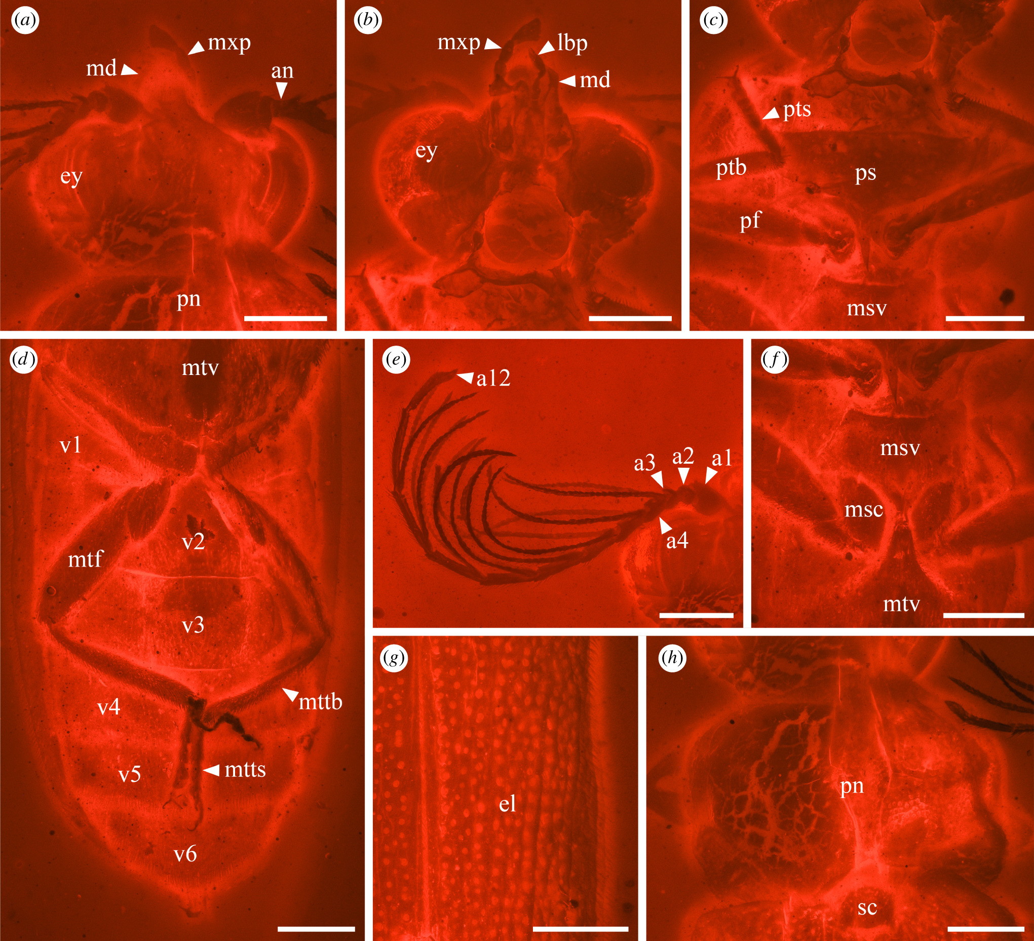 Деталі Cretophengodes azari під епіфлуоресцентним мікроскопом. Yan-Da Li et al