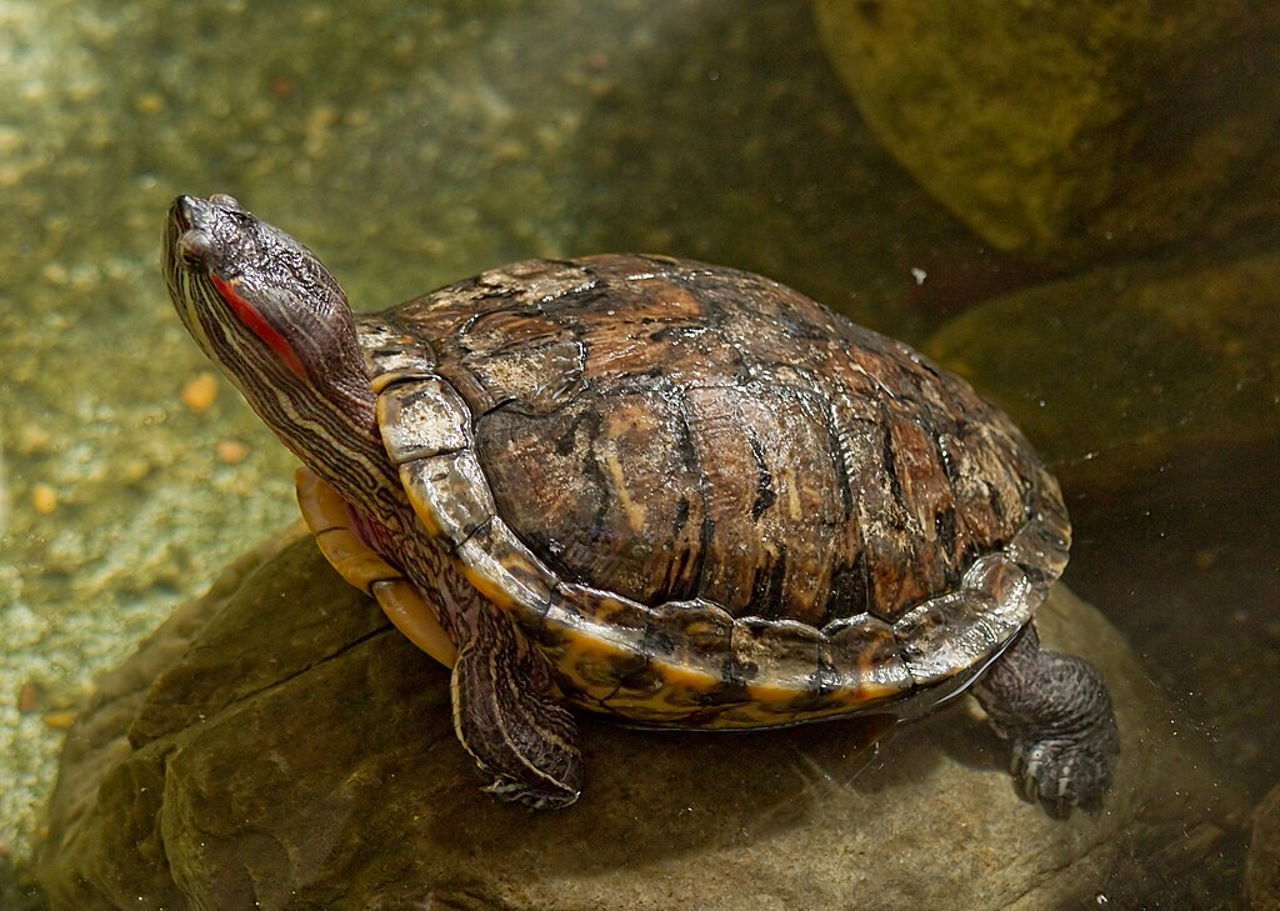 Червоновуха черепаха (Trachemys scripta elegans), черепашата яких є популярними тваринами для продажу у США, попри заборону. Greg Hume / Wikimedia Commons