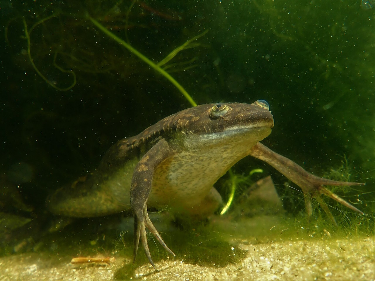 Шпоркова жаба, пуголовків якої використали в дослідженні.&amp;nbsp;Marius Burger /&amp;nbsp;iNaturalist