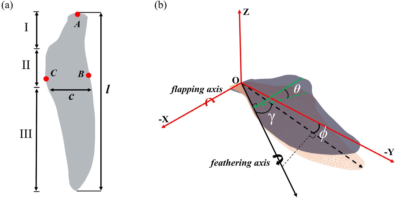 Модель крила пінгвіна, яку побудували фізики.&amp;nbsp;Hao Zhanzhou et al. / Physics of Fluids, 2023