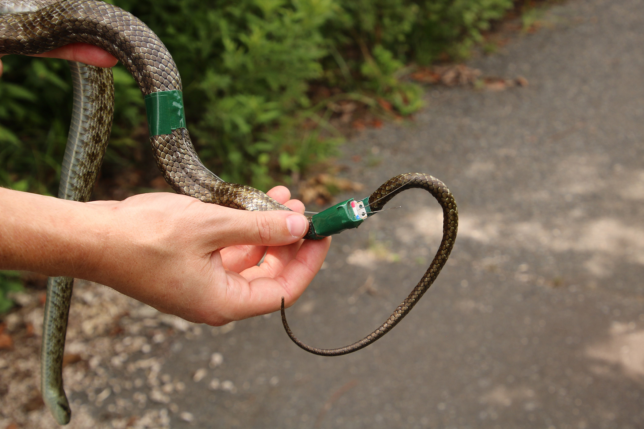 Досліджувана змія з&amp;nbsp;GPS-передатчиком на хвості. Hannah Gerke /&amp;nbsp;University of Georgia