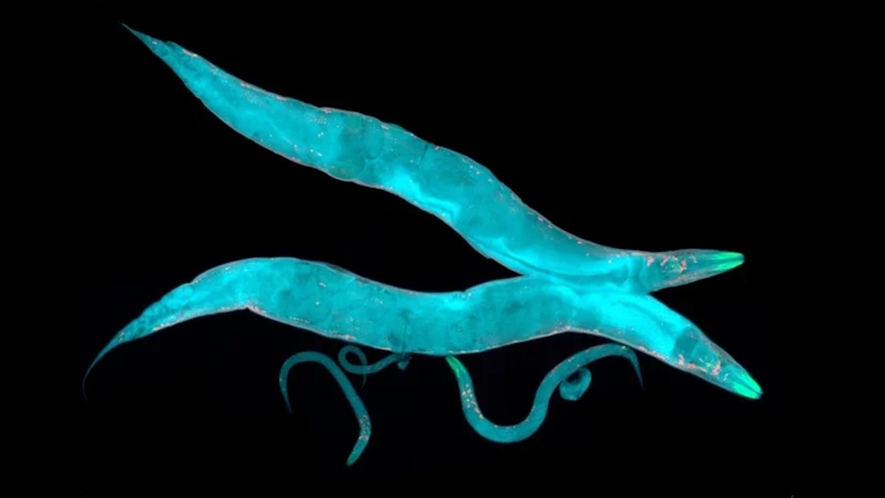 Caenorhabditis elegans. Heiti Paves / Shutterstock