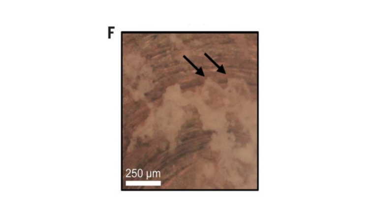 Зображення отриманої криги в оптичний мікроскоп на мідній підложці. Стрілками позначено домішки кристалічної криги. Alexander Rosu-Finsen et al. / Science, 2022