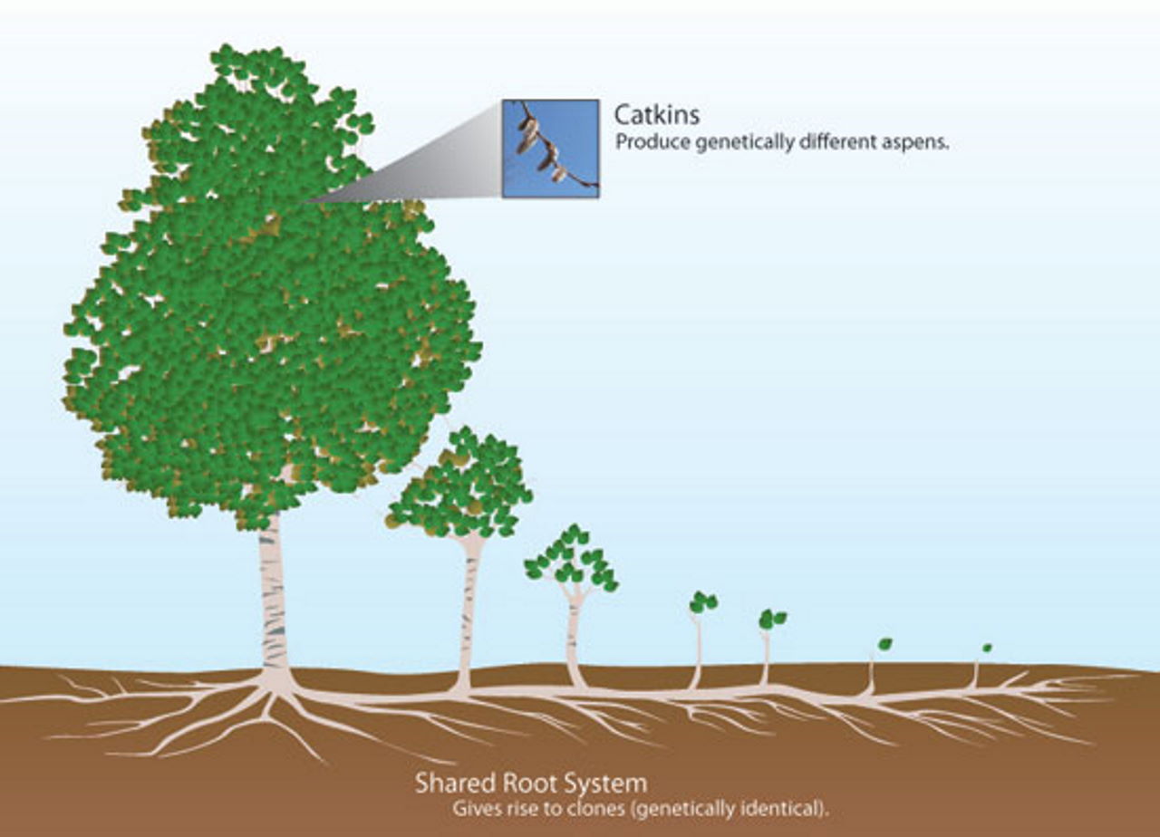 Схема статевого і безстатевого розмноження Populus tremuloides.&amp;nbsp;Nature Education Knowledge, 2010
