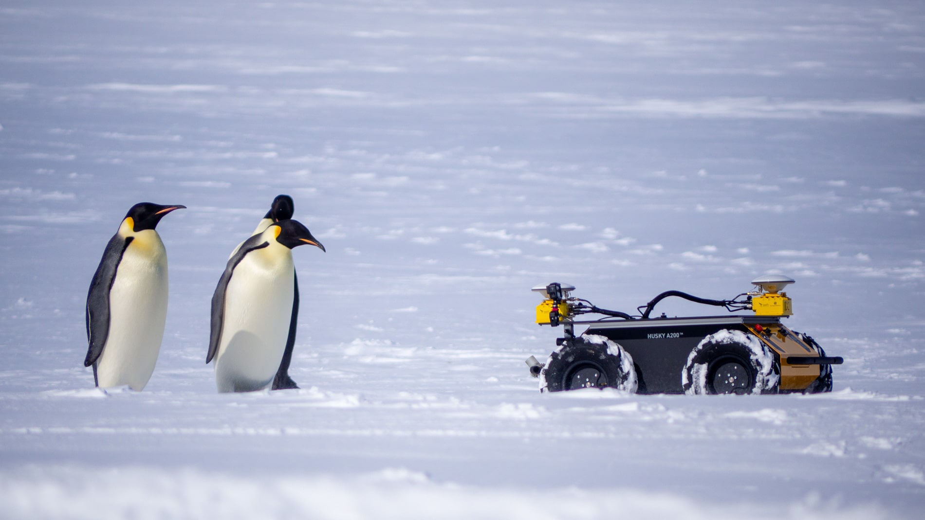 Додали цю новину у дайджест зокрема через ці неймовірні фото пінгвінів разом з роботом. Більше за посиланням! Clearpath Robotics