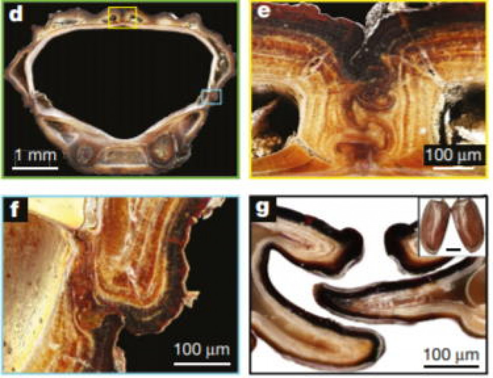 Панцир Nosoderma diabolicum в розрізі (d-f) порівняно з розрізом надкрил японського жука-носорога Trypoxylus dichotomus (g). Nature, 2020