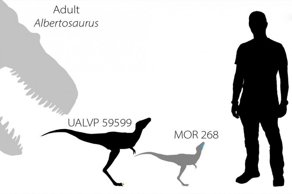Розміри дитинчат тиранозаврових. Greg Funston et al.