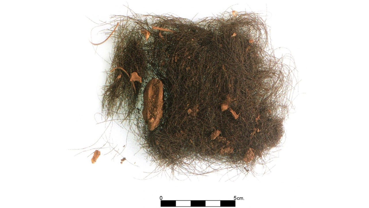 Волосся древніх менорців, у якому знайшли психоактивні речовини.&amp;nbsp;E. Guerra-Doce et al. / Scientific Reports, 2023