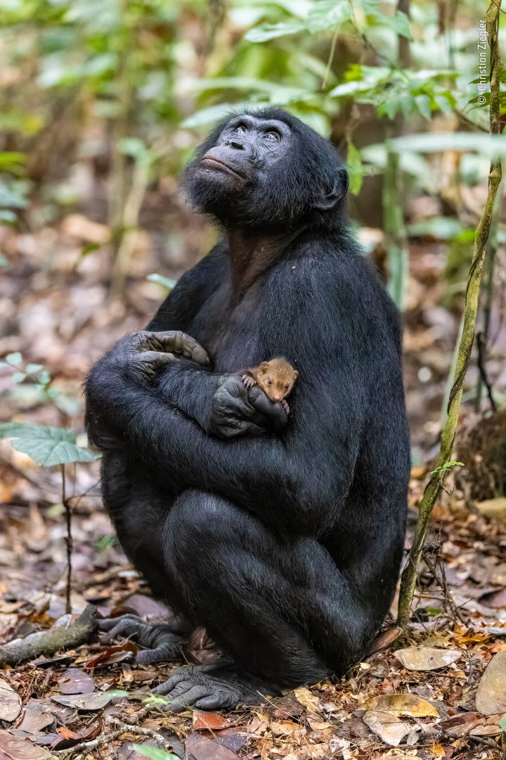 Бонобо (Pan paniscus) ніжно тримає дитинча мангуста (родина Herpestidae) після того, як, ймовірно, з’їв його матір&amp;nbsp;