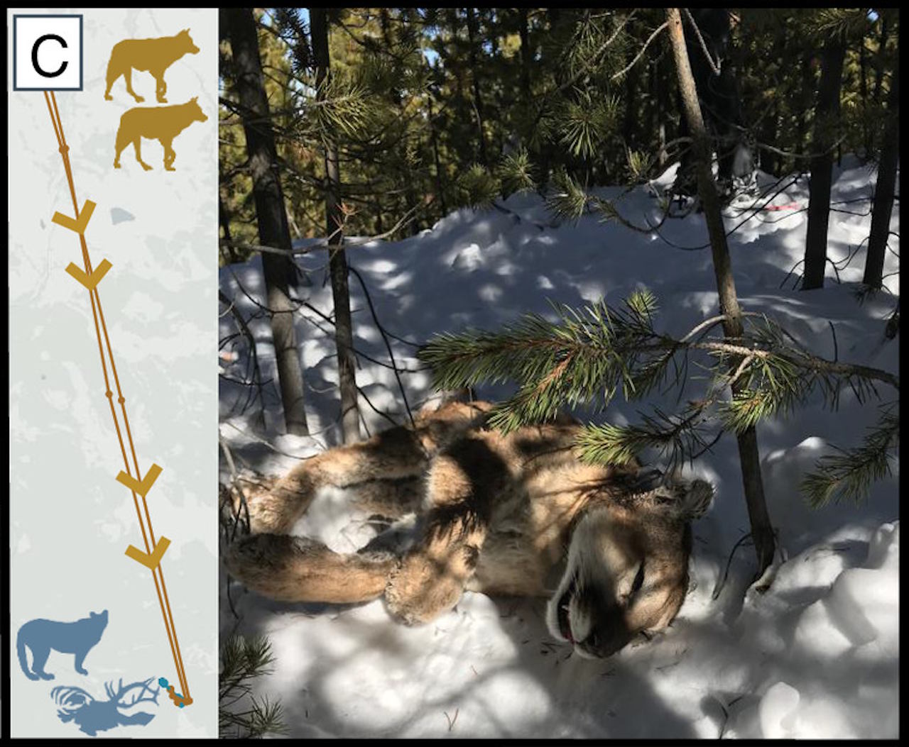 Вбита вовками, які вкрали її здобич, пума. Поблизу неї не було великих дерев, щоб сховатися.&amp;nbsp;D. Stahler / NPS