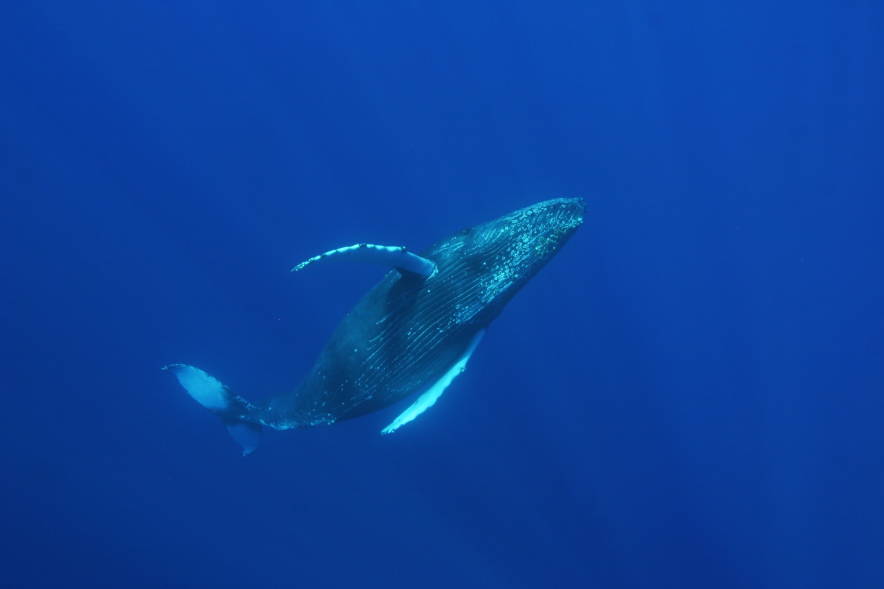 Горбатий кит. National Marine Sanctuaries /&amp;nbsp;Wikimedia Commons