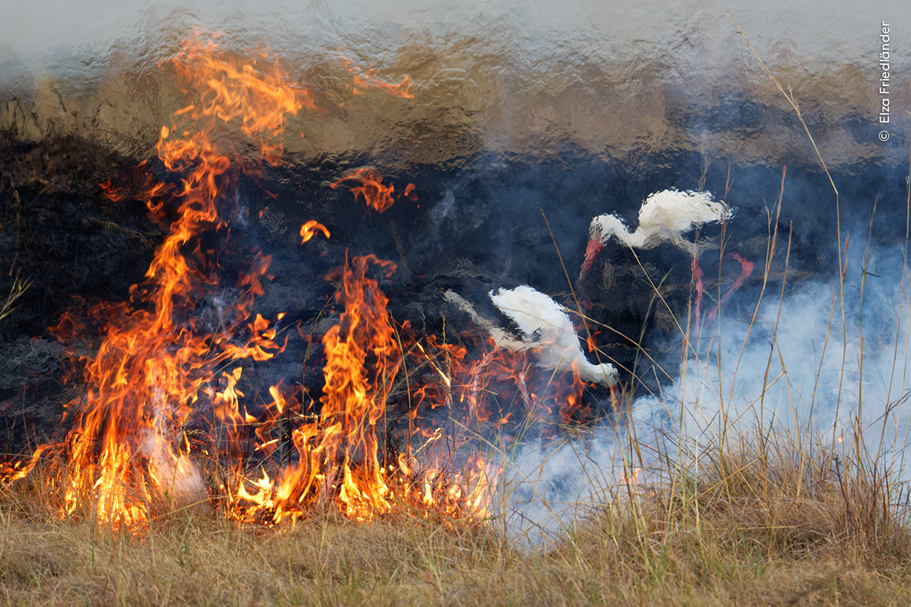 Білі лелеки над контрольованою пожежею на луках у кенійському парку Масаї-Мара. Elza Friedländer