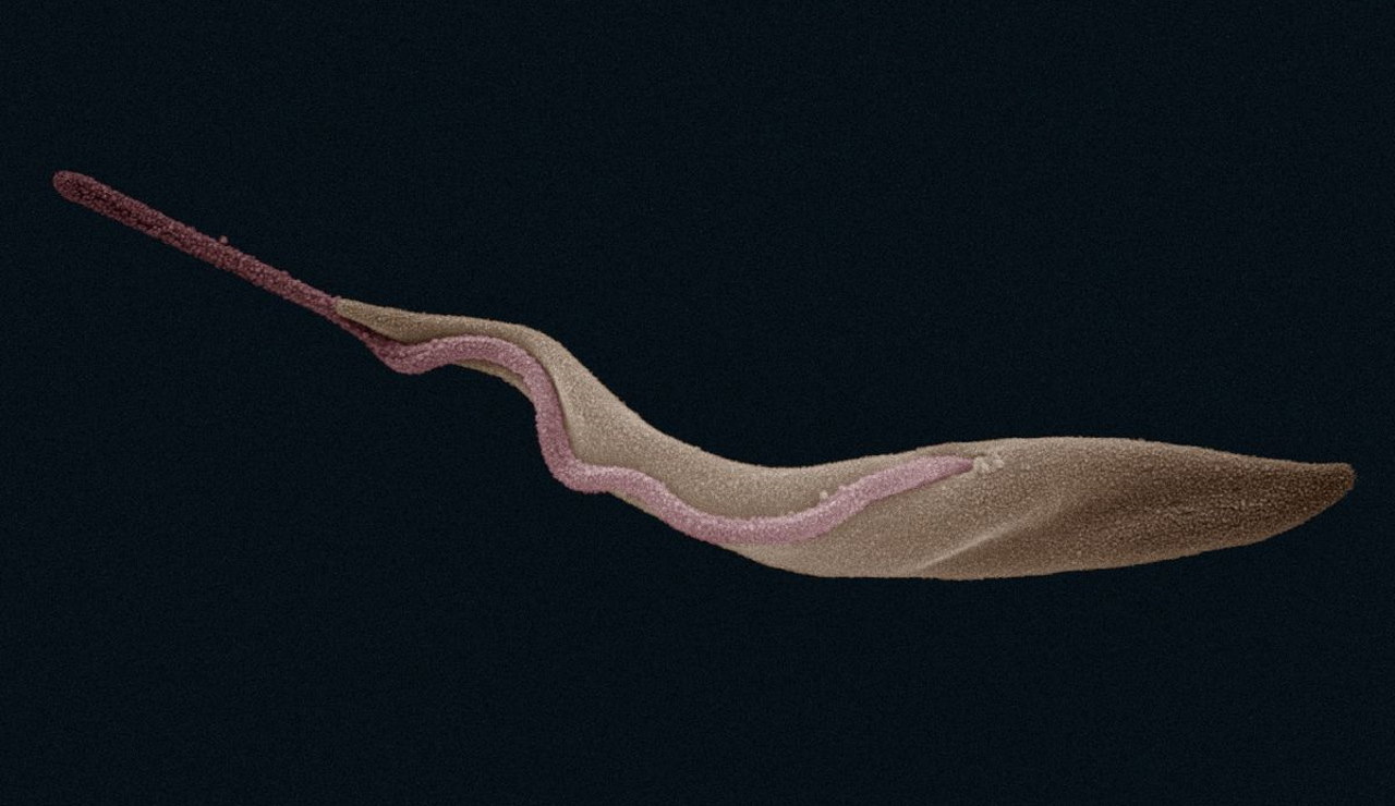 Зображення&amp;nbsp;Trypanosoma brucei, отримане за допомогою сканувального електронного мікроскопа.&amp;nbsp;Zephyris /&amp;nbsp;Wikimedia Commons