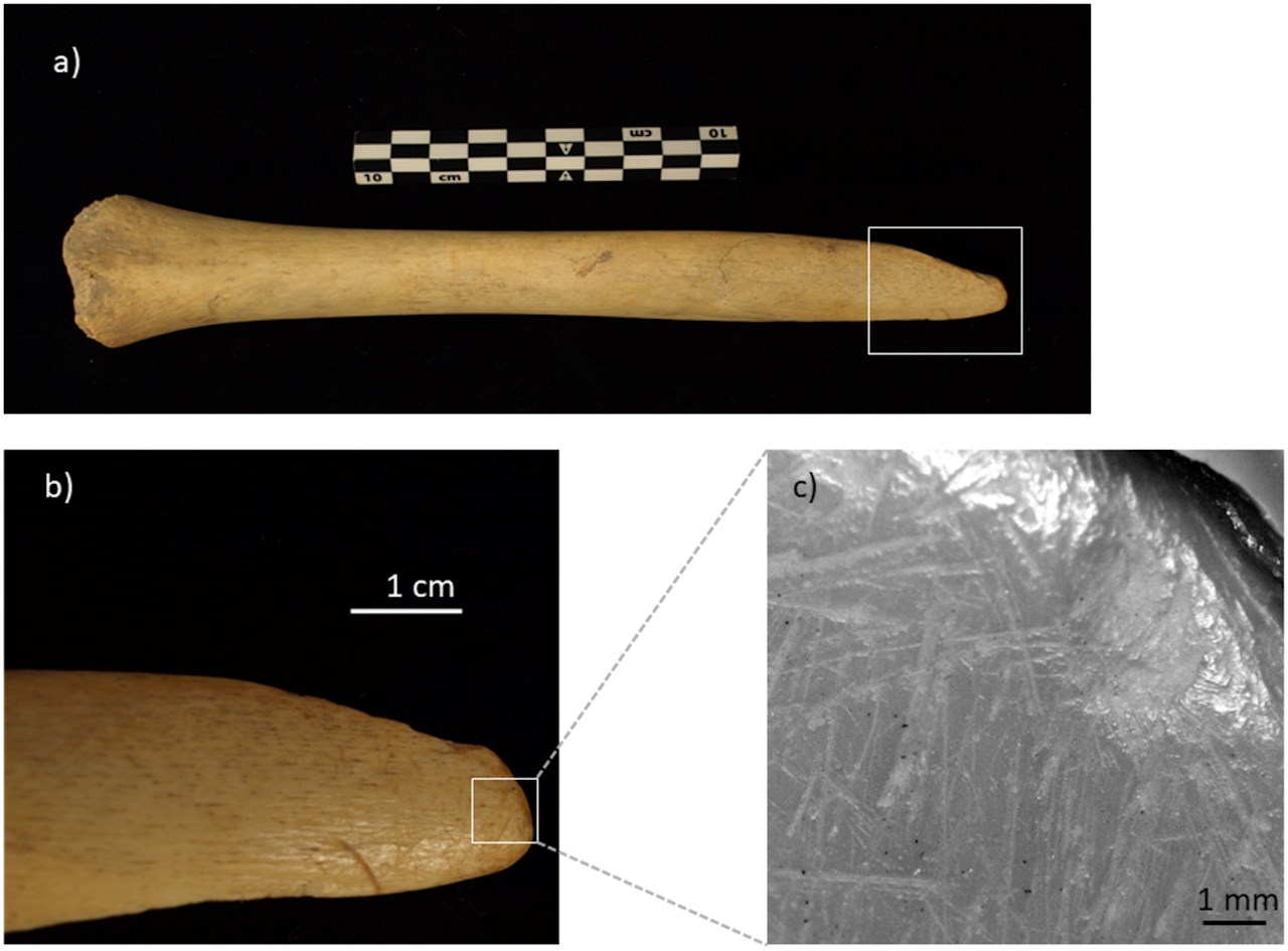 Кістка зі слідами зносу від регулярного використання.&amp;nbsp;Zita Laffranchi et al. / PLOS ONE, 2023