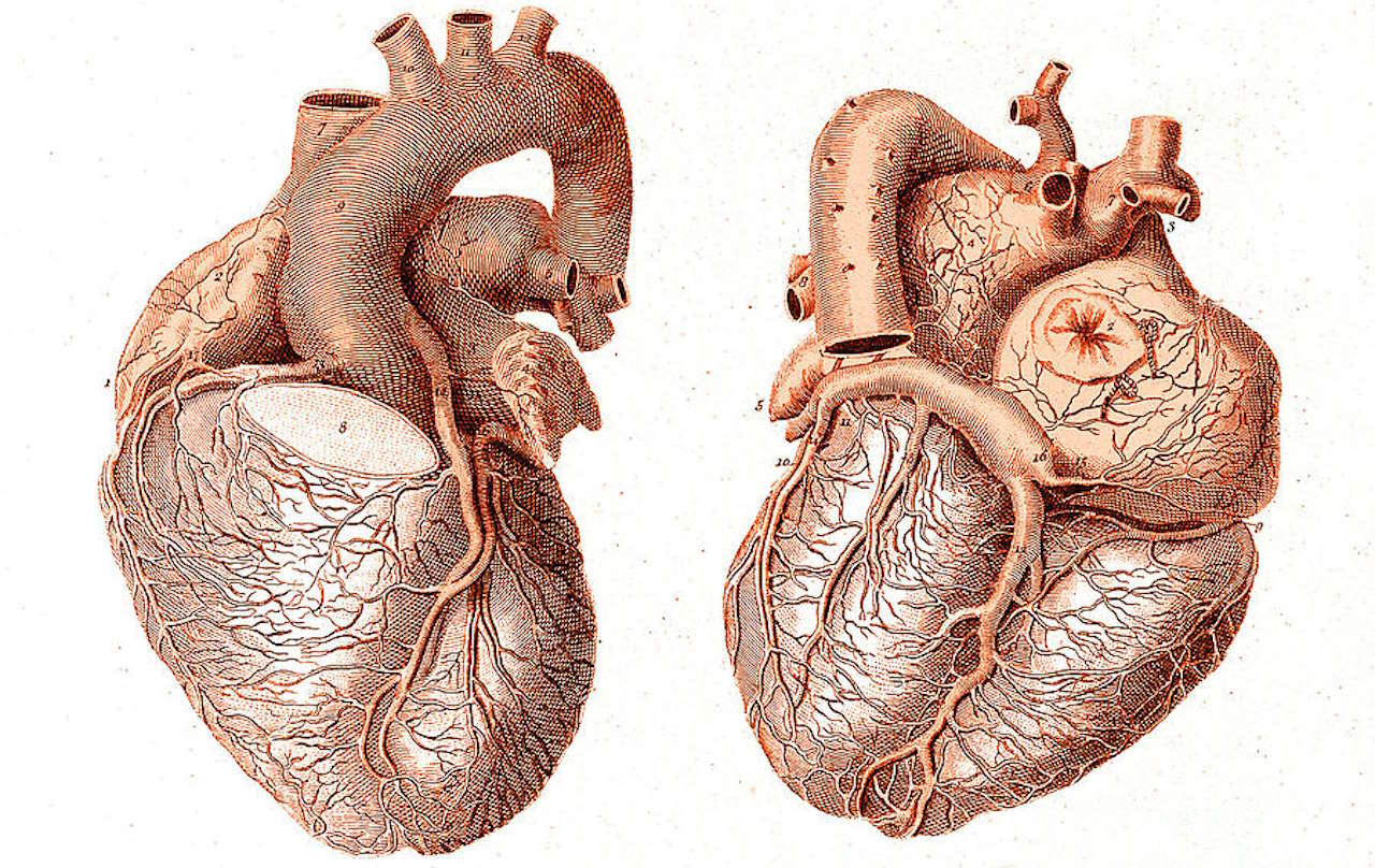 Анатомічний малюнок серця.&amp;nbsp;Thomas Milton, 1814 /&amp;nbsp;Science Source