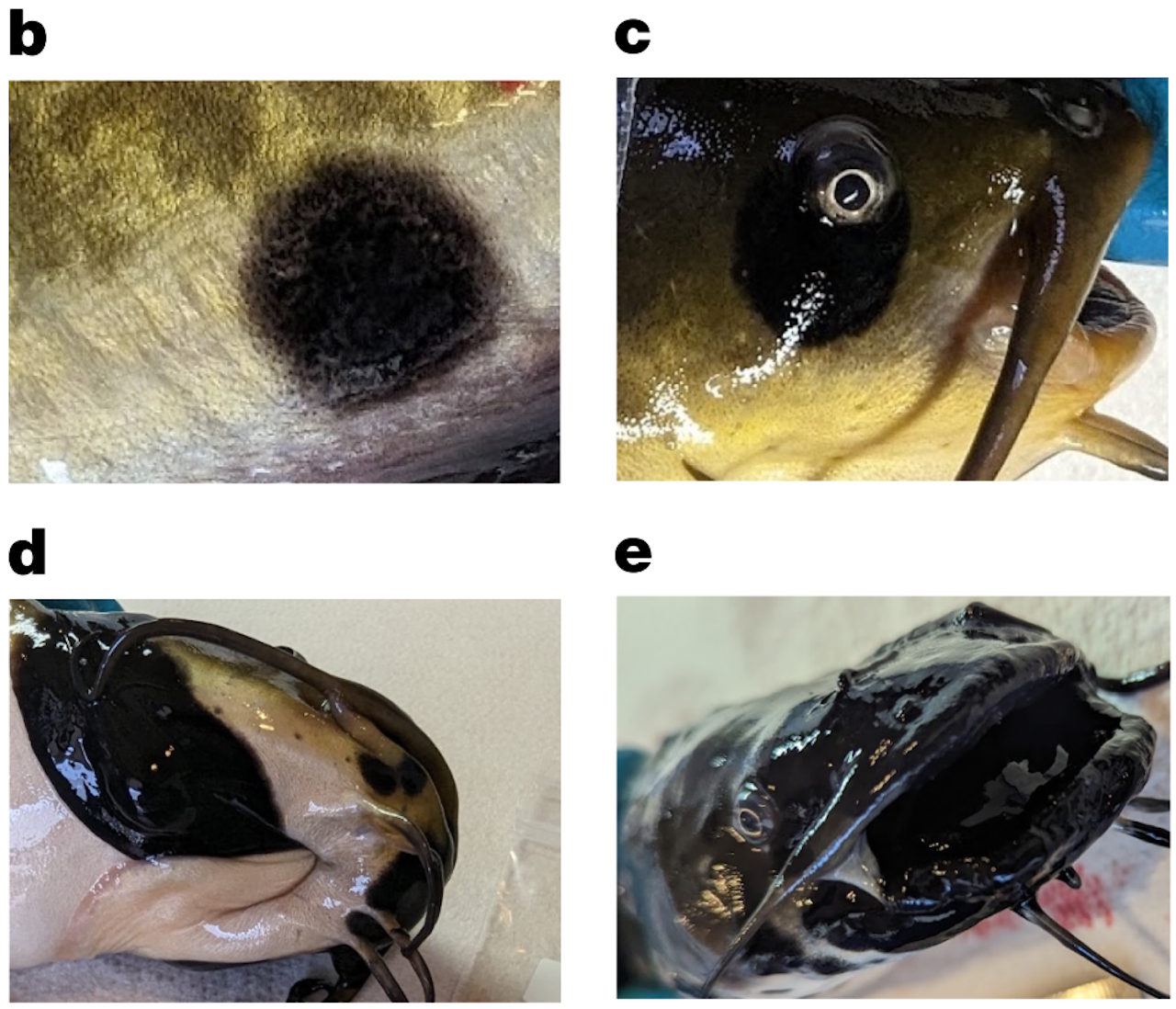 Меланоми в бурих сомів.&amp;nbsp;Dragon et al. / Nature, 2026