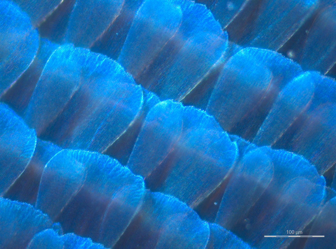 Збільшене зображення крила метелика морфо. Світло проходить крізь прозорі лусочки, відбиваючись від нижніх, що завдяки розсіянню і накладанню світла утворює синє забарвлення. F. Nijhout, Duke University
