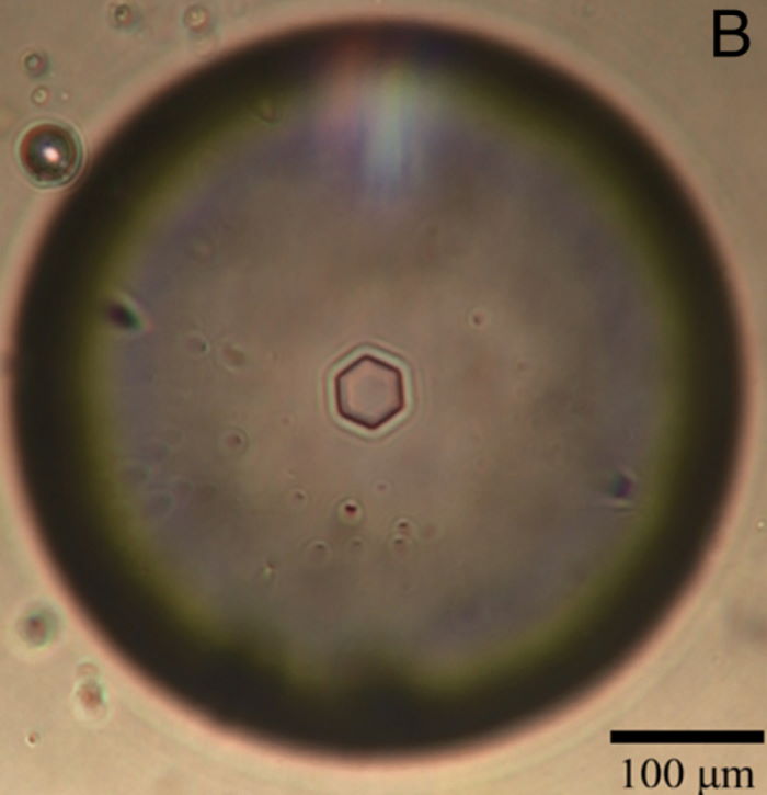 Кристал криги, який з'явився у воді з екстрактами білків грибів F. acuminatum. Ralph Schwidetzky et al. / PNASM, 2023