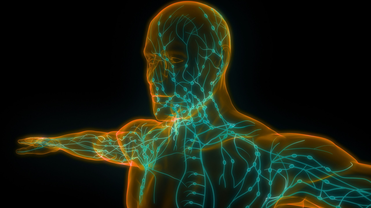 &amp;nbsp;Ілюстрація лімфатичної системи людини. Shutterstock